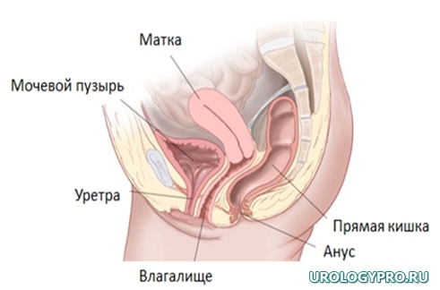 Нормальное положение органов малого таза